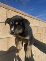 Boy 5, a male Rottweiler and Siberian Husky for sale in Lancaster, CA – Photo 1 of 2