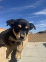 Girl 1, a female Rottweiler and Siberian Husky for sale in Lancaster, CA – Photo 1 of 2