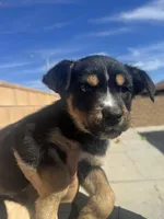 Boy 2, a male Rottweiler and Siberian Husky for sale in Lancaster, CA – Photo 1 of 2