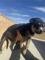 Boy 2, a male Rottweiler and Siberian Husky for sale in Lancaster, CA – Photo 2 of 2