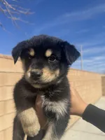 Boy 1, a male Rottweiler and Siberian Husky for sale in Lancaster, CA – Photo 2 of 2