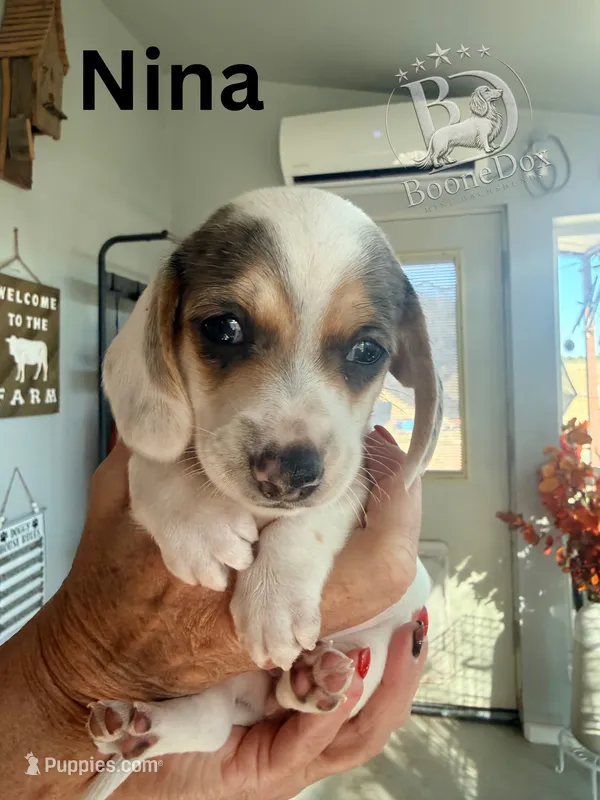Nina – Miniature Dachshund puppy for sale in Lexington, OK