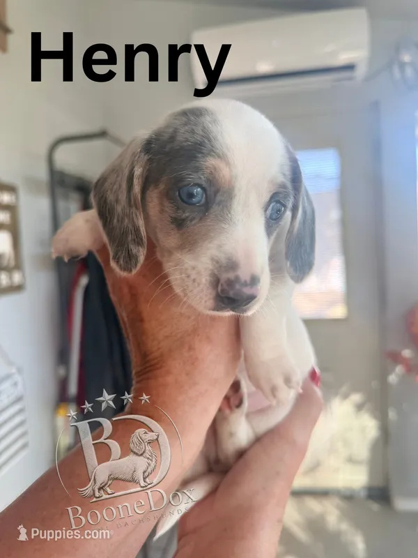 Henry – Miniature Dachshund puppy for sale in Lexington, OK