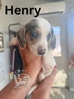 Henry, a male Miniature Dachshund for sale in Lexington, OK – 1 of 1