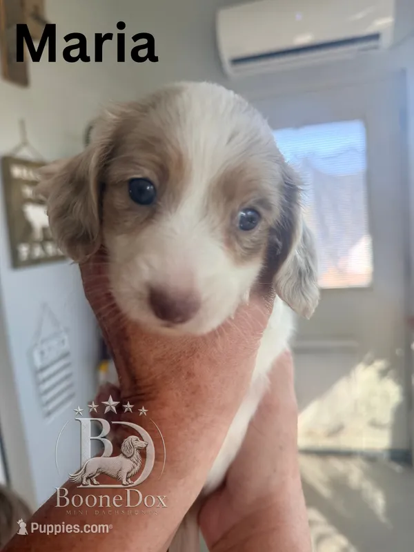 Maria – Miniature Dachshund puppy for sale in Lexington, OK