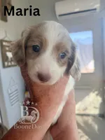 Maria, a female Miniature Dachshund for sale in Lexington, OK – 1 of 1