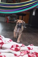 Puppy 10, a male Belgian Malinois and German Shepherd Dog for sale in Rockingham, NC – 3 of 4