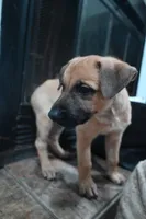 Puppy 6, a male Belgian Malinois and German Shepherd Dog for sale in Rockingham, NC – 2 of 4