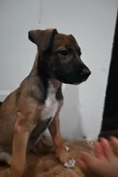 Puppy 1, a female Belgian Malinois and Boxer for sale in Rockingham, NC – 2 of 4