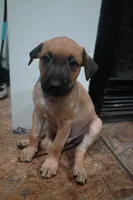 Puppy 7, a male Belgian Malinois and German Shepherd Dog for sale in Rockingham, NC – 3 of 3