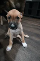 Puppy 4, a male Belgian Malinois and Boxer for sale in Rockingham, NC – 4 of 4