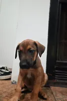 Puppy 3, a male Belgian Malinois and Boxer for sale in Rockingham, NC – 3 of 3