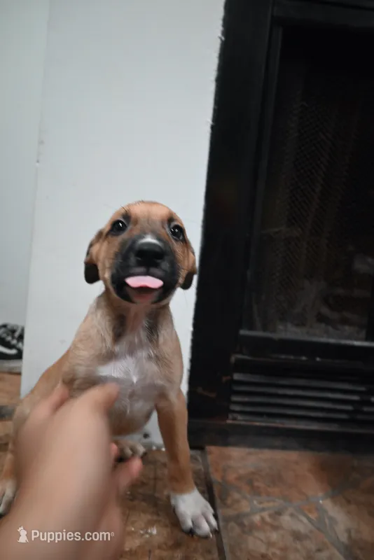 Puppy 4 – Belgian Malinois, Boxer puppy for sale in Rockingham, NC