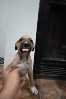 Puppy 4, a male Belgian Malinois and Boxer for sale in Rockingham, NC – 1 of 4