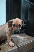 Puppy 8, a female Belgian Malinois and German Shepherd Dog for sale in Rockingham, NC – 2 of 3