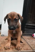 Puppy 3, a male Belgian Malinois and Boxer for sale in Rockingham, NC – 2 of 3