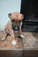 Puppy 4, a male Belgian Malinois and Boxer for sale in Rockingham, NC – 3 of 4