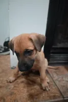 Puppy 6, a male Belgian Malinois and German Shepherd Dog for sale in Rockingham, NC – 4 of 4