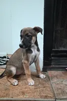 Puppy 2, a female Belgian Malinois and Boxer for sale in Rockingham, NC – 2 of 3