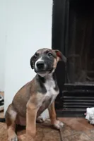 Puppy 2, a female Belgian Malinois and Boxer for sale in Rockingham, NC – 3 of 3