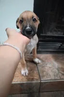 Puppy 4, a male Belgian Malinois and Boxer for sale in Rockingham, NC – 2 of 4
