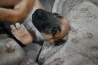 Puppy 10, a male Belgian Malinois and German Shepherd Dog for sale in Rockingham, NC – 2 of 4