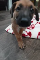Puppy 10, a male Belgian Malinois and German Shepherd Dog for sale in Rockingham, NC – 4 of 4