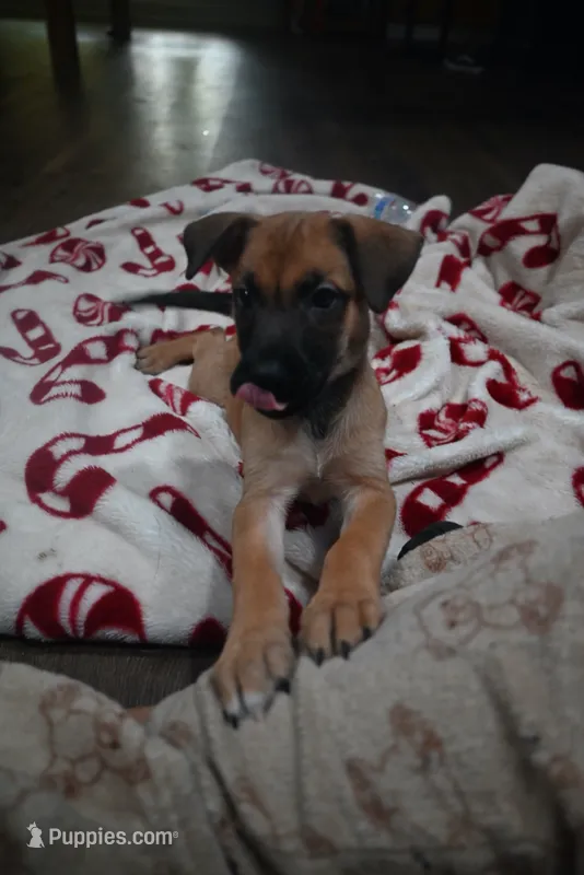 Puppy 9 – Belgian Malinois, German Shepherd Dog puppy for sale in Rockingham, NC