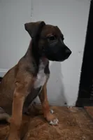 Puppy 1, a female Belgian Malinois and Boxer for sale in Rockingham, NC – 4 of 4