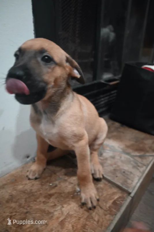 Puppy 7 – Belgian Malinois, German Shepherd Dog puppy for sale in Rockingham, NC
