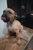 Puppy 7, a male Belgian Malinois and German Shepherd Dog for sale in Rockingham, NC – 1 of 3