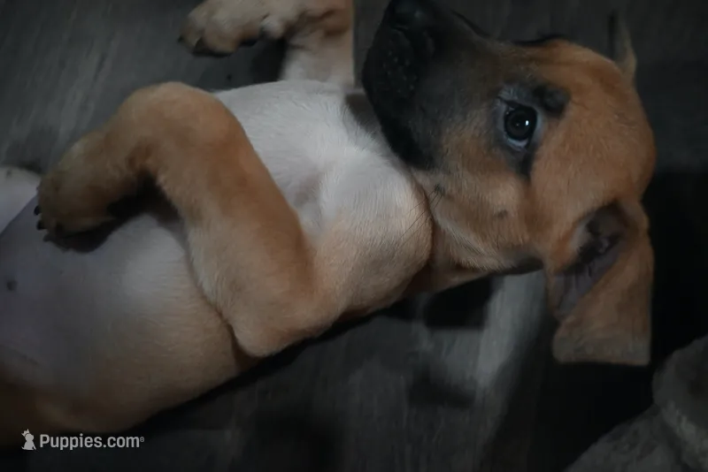 Puppy 5 – Belgian Malinois, Boxer puppy for sale in Rockingham, NC