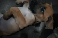 Puppy 5, a female Belgian Malinois and Boxer for sale in Rockingham, NC – 1 of 4
