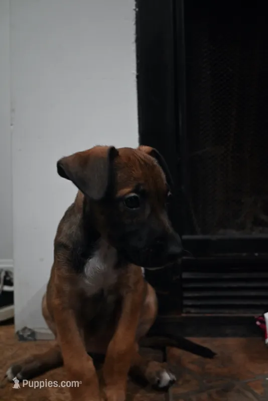 Puppy 1 – Belgian Malinois, Boxer puppy for sale in Rockingham, NC