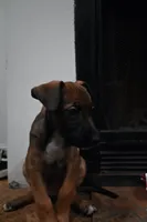 Puppy 1, a female Belgian Malinois and Boxer for sale in Rockingham, NC – 1 of 4