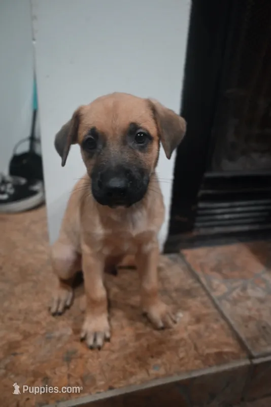 Puppy 6 – Belgian Malinois, German Shepherd Dog puppy for sale in Rockingham, NC