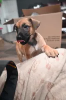 Puppy 9, a female Belgian Malinois and German Shepherd Dog for sale in Rockingham, NC – 2 of 3