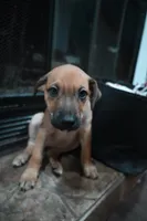 Puppy 8, a female Belgian Malinois and German Shepherd Dog for sale in Rockingham, NC – 3 of 3