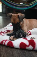 Puppy 9, a female Belgian Malinois and German Shepherd Dog for sale in Rockingham, NC – 3 of 3