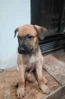 Puppy 7, a male Belgian Malinois and German Shepherd Dog for sale in Rockingham, NC – 2 of 3