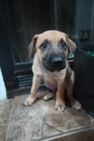 Puppy 6, a male Belgian Malinois and German Shepherd Dog for sale in Rockingham, NC – 3 of 4