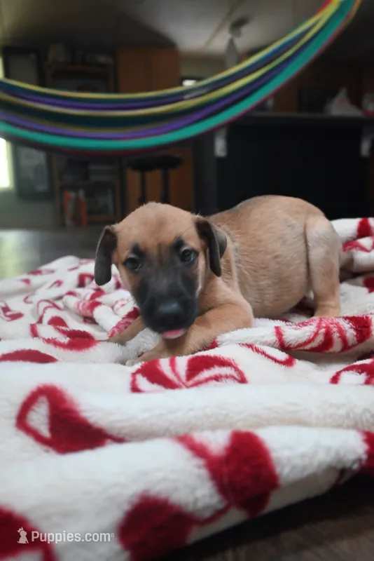 Puppy 10 – Belgian Malinois, German Shepherd Dog puppy for sale in Rockingham, NC