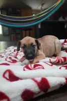 Puppy 10, a male Belgian Malinois and German Shepherd Dog for sale in Rockingham, NC – 1 of 4