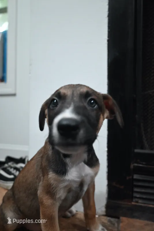 Puppy 2 – Belgian Malinois, Boxer puppy for sale in Rockingham, NC