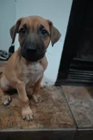Puppy 5, a female Belgian Malinois and Boxer for sale in Rockingham, NC – 3 of 4