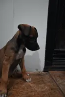Puppy 1, a female Belgian Malinois and Boxer for sale in Rockingham, NC – 3 of 4