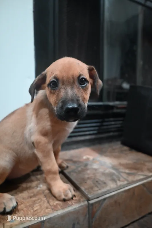 Puppy 8 – Belgian Malinois, German Shepherd Dog puppy for sale in Rockingham, NC