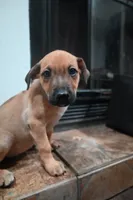 Puppy 8, a female Belgian Malinois and German Shepherd Dog for sale in Rockingham, NC – 1 of 3