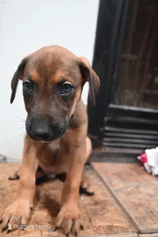 Puppy 3 – Belgian Malinois, Boxer puppy for sale in Rockingham, NC