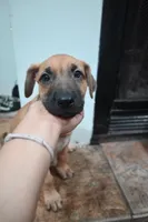 Puppy 5, a female Belgian Malinois and Boxer for sale in Rockingham, NC – 4 of 4
